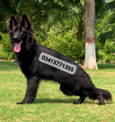 champion bloodline black long coat male for sale