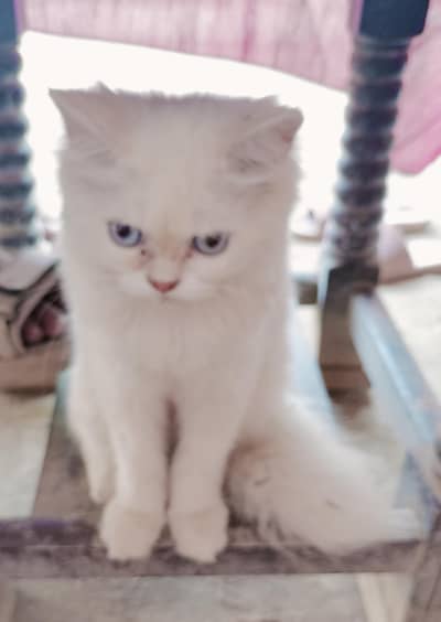 Persian white kittle