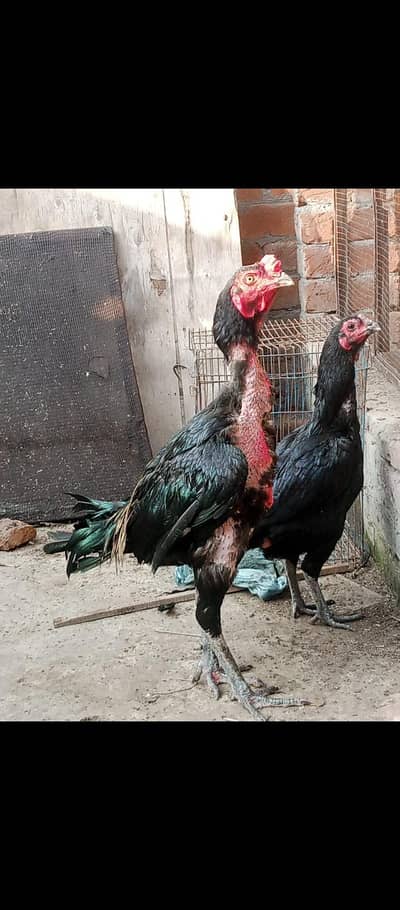 Thai breeder pair