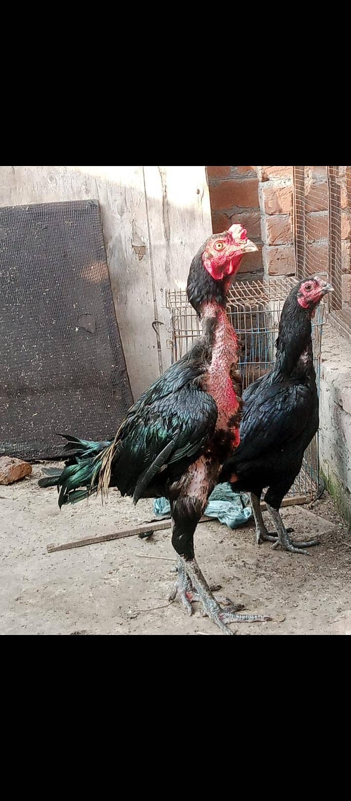 Thai breeder pair 0