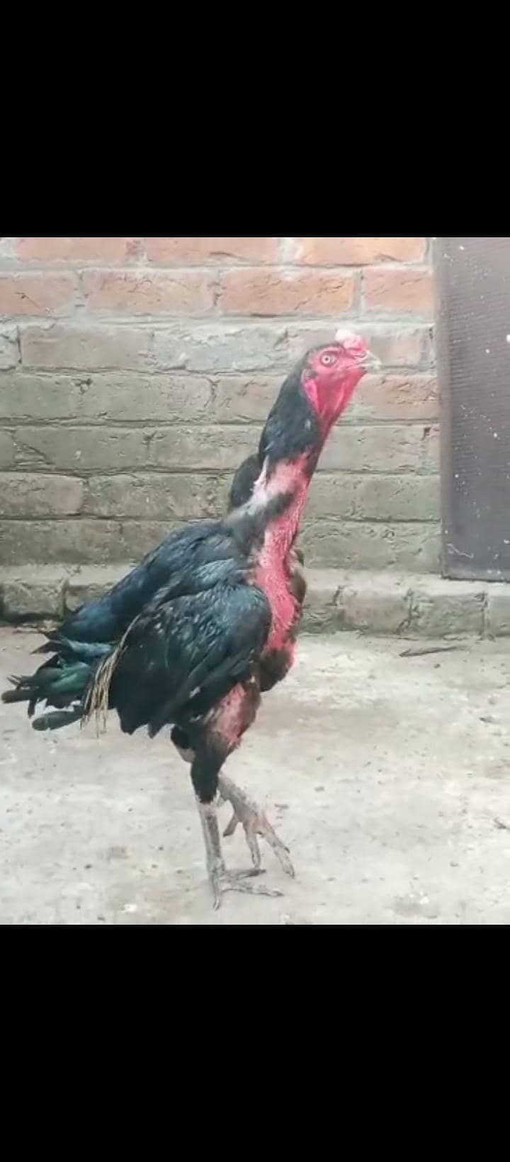 Thai breeder pair 1