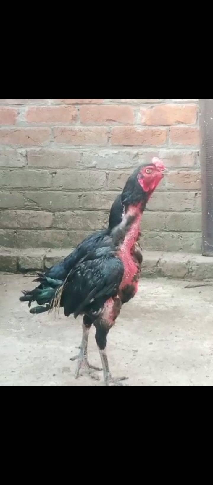 Thai breeder pair 3