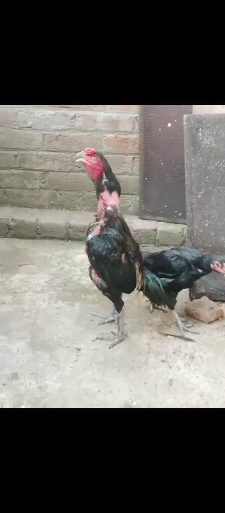 Thai breeder pair 4