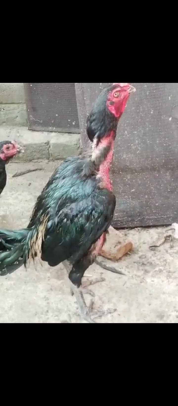 Thai breeder pair 5