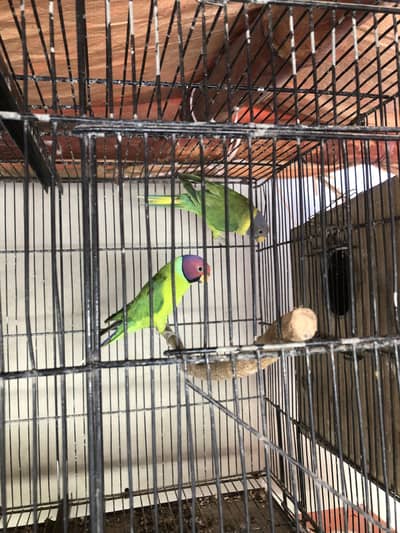 Plumhead breeder pair