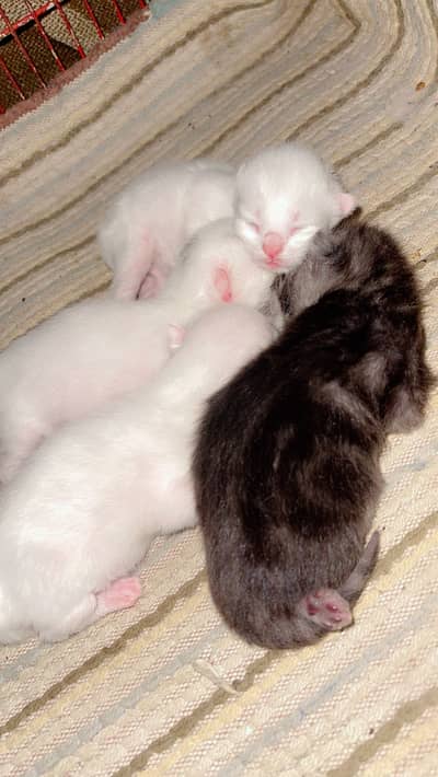 Persian cat and kittens punch face kittens double coated self feeding