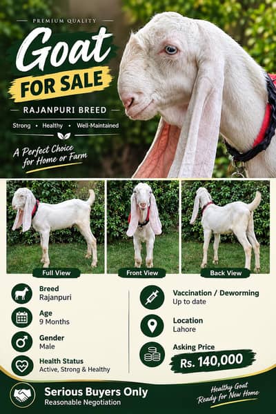 Rajanpuri and Makhi Cheeni Goat for Sale