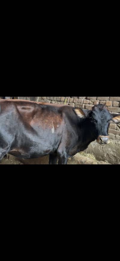 Jersy and holesteian cow for sale and heifer