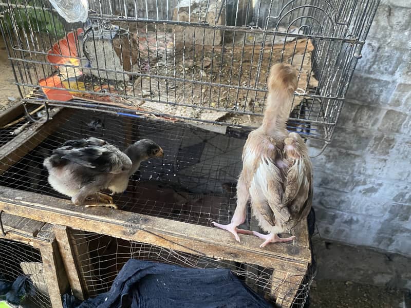 Aseel chicks 3