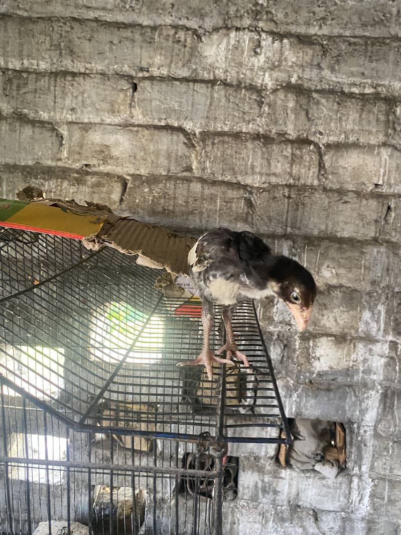 Aseel chicks 14