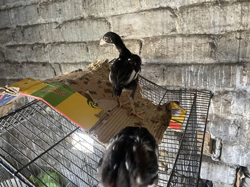 Aseel chicks 16