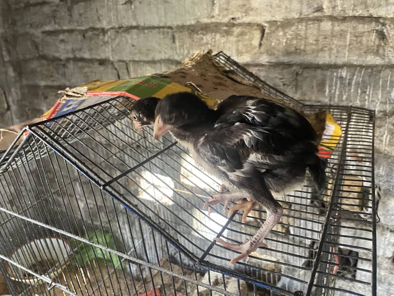Aseel chicks 19