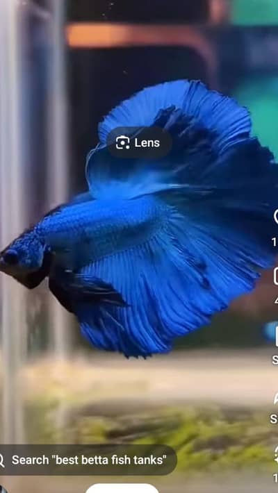 full moon Betta