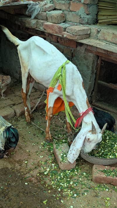 Bakri with 1 Female baby