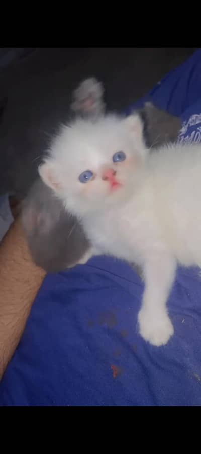 Persian punch Cat baby's For Sale WhatsApp Contact 0305.4364606
