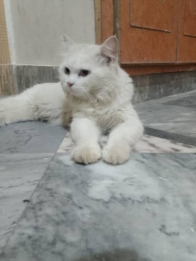 Russian cat