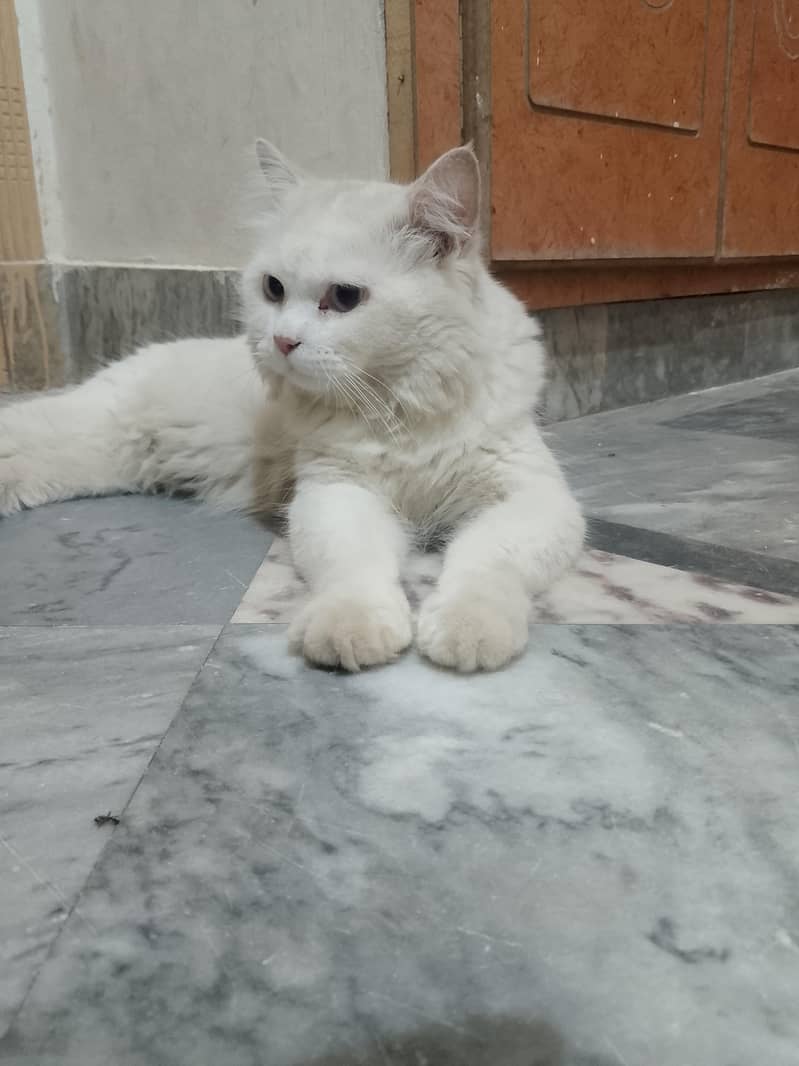Russian cat 0
