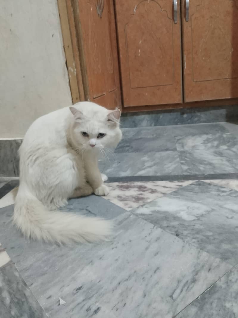 Russian cat 1