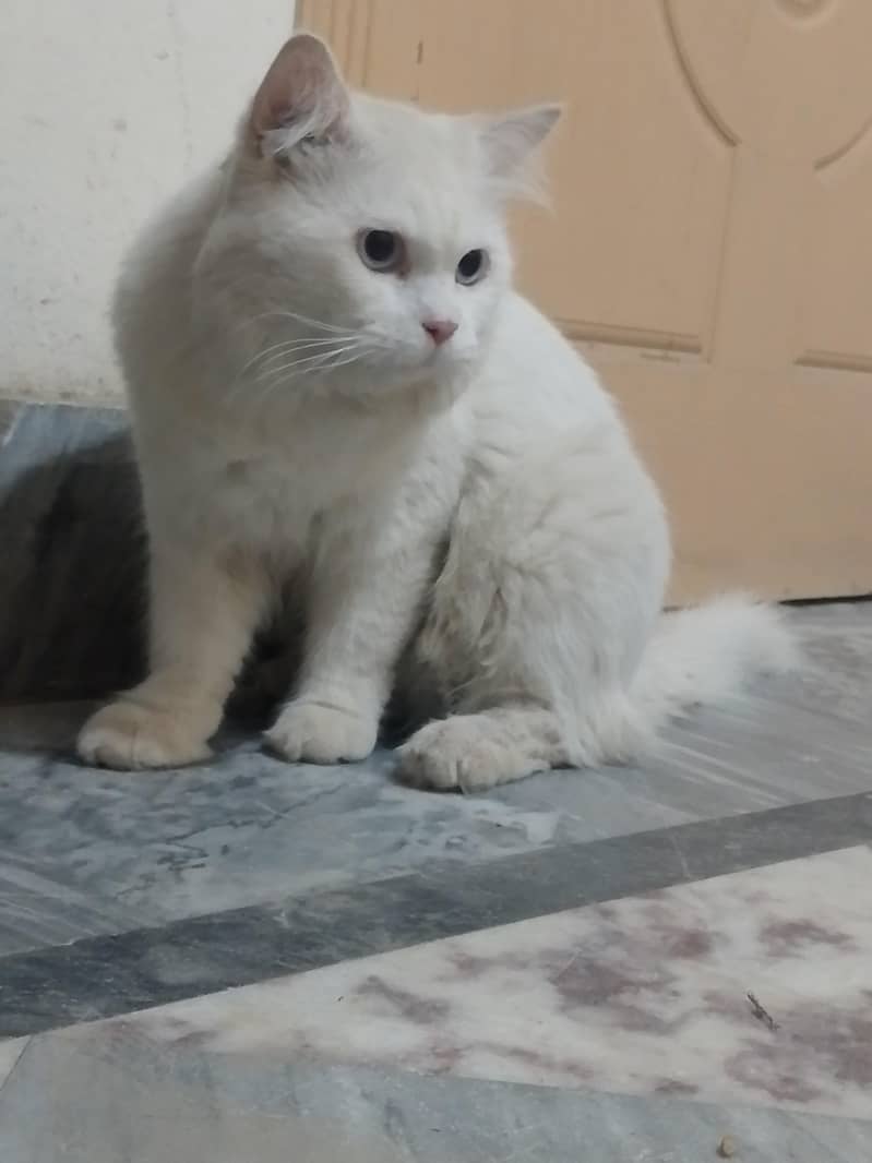 Russian cat 2