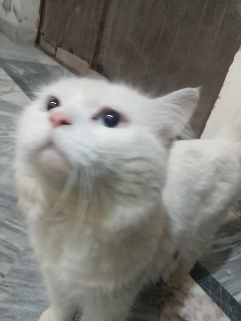 Russian cat 3