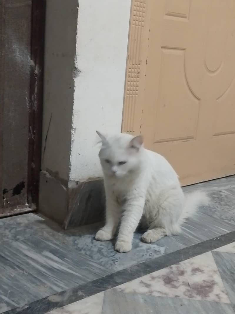 Russian cat 4