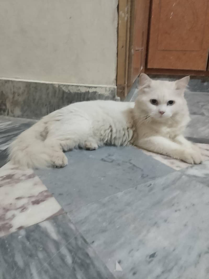 Russian cat 5