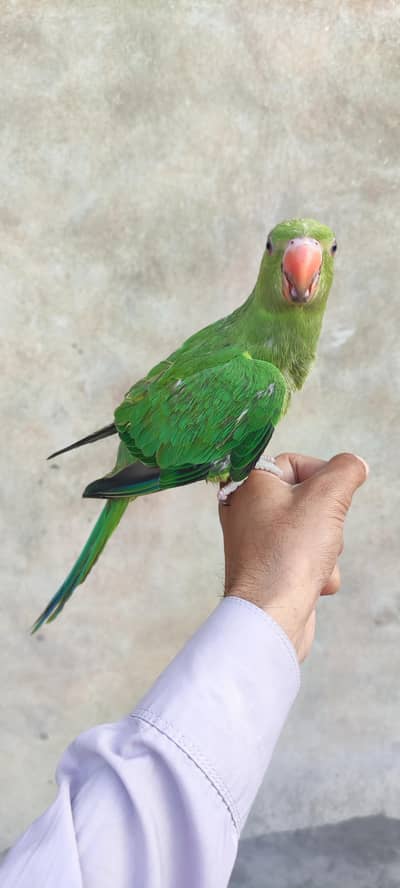 Hand tame parrot for with talking family parrot
