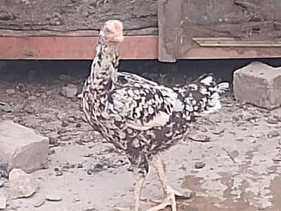 urgent sale karna he
