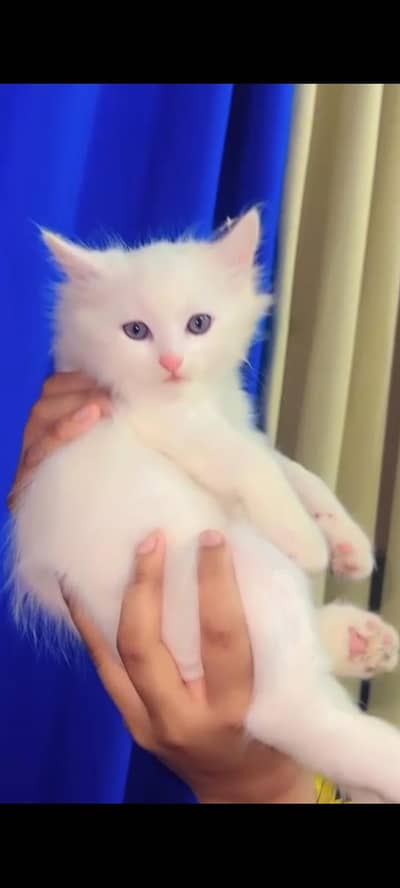 Persian Kittens for sale/3 months/Both male/long hair kittens