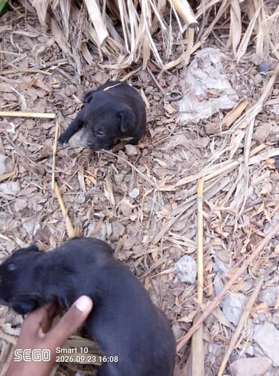 free free adopt