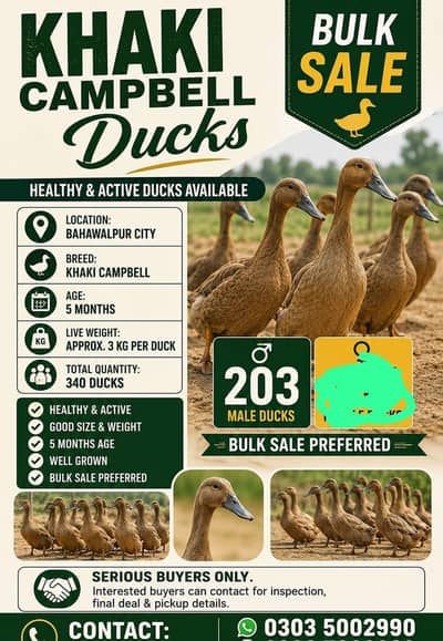 khaki Campbell ducks