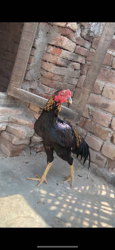 Sawa patha