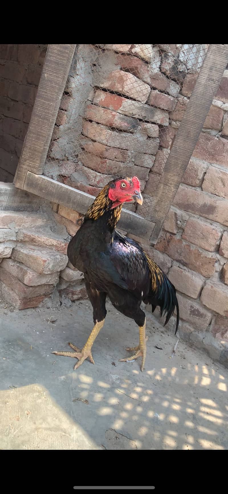 Sawa patha 0