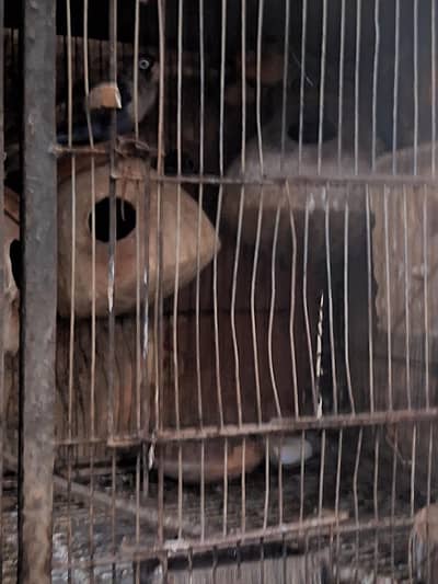 cage for sale 4000
