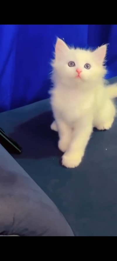 Persian male kitten/double coated/Long Hairs