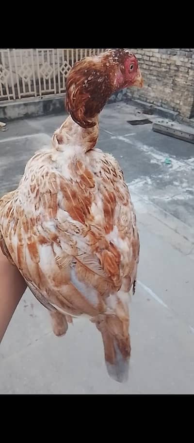 for sale aseel madi