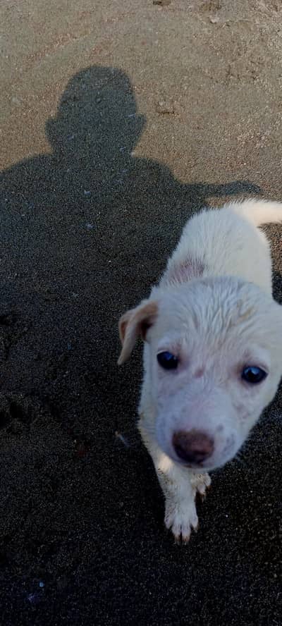 baby dog