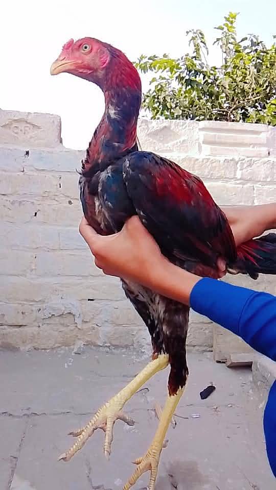 Aseel Patha 1