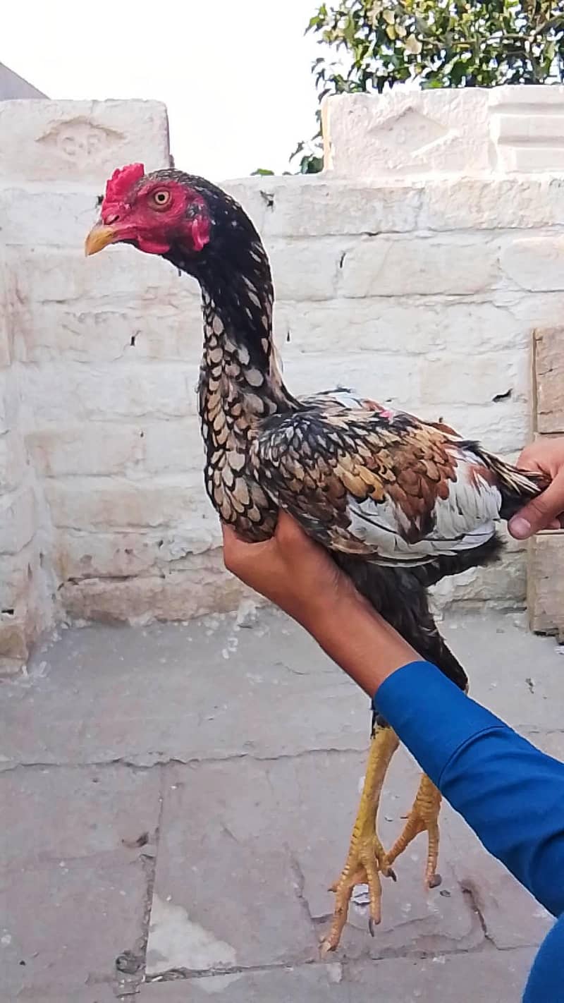 Aseel Patha 7