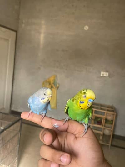 All type of bird available but only captive wild not available
