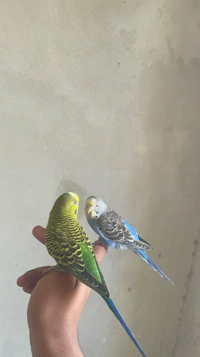 All type of bird available but only captive wild not available — photo 2