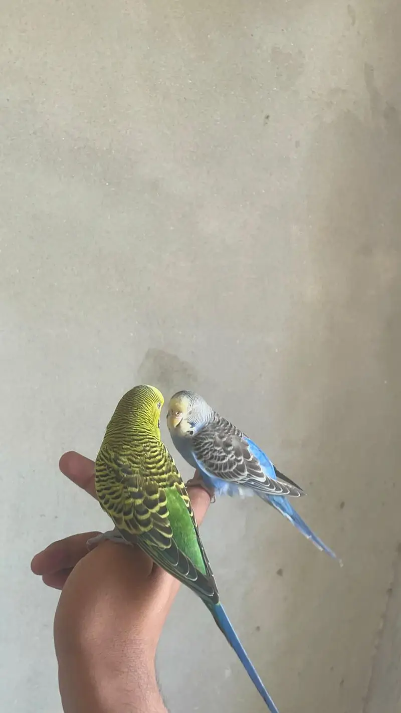 All type of bird available but only captive wild not available — photo 3