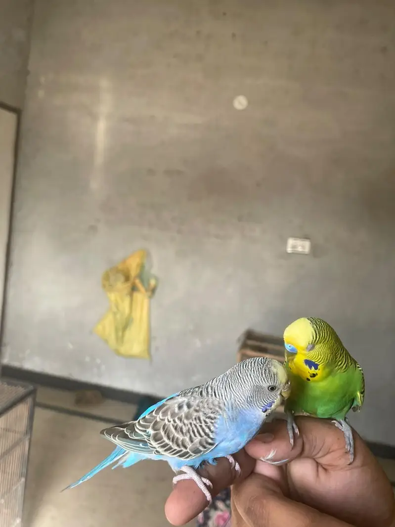 All type of bird available but only captive wild not available — photo 4