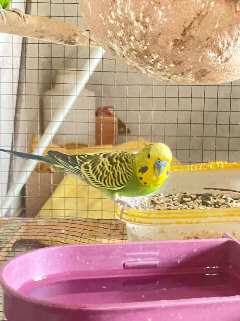 All type of bird available but only captive wild not available — photo 5