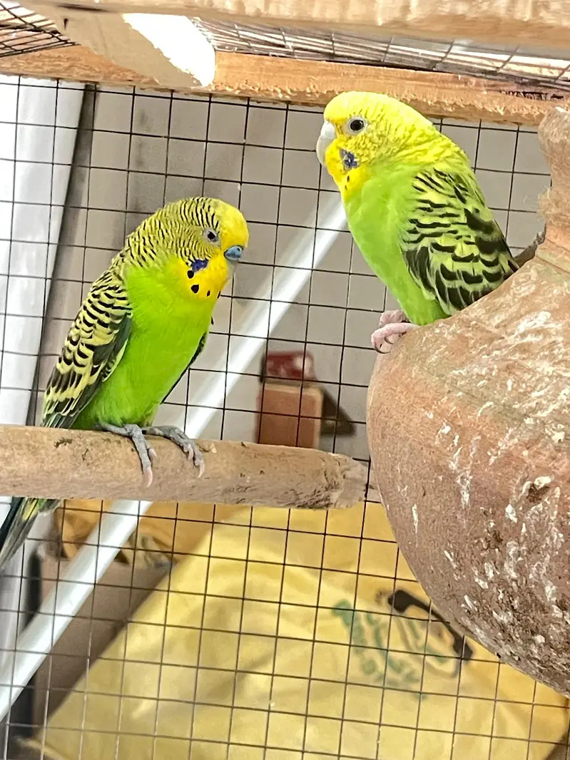 All type of bird available but only captive wild not available — photo 6