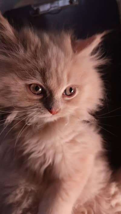 pure fluffy persian kittens for sale! heavy triple coated fluffy beaut
