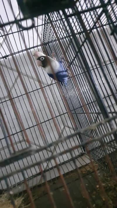 love birds
