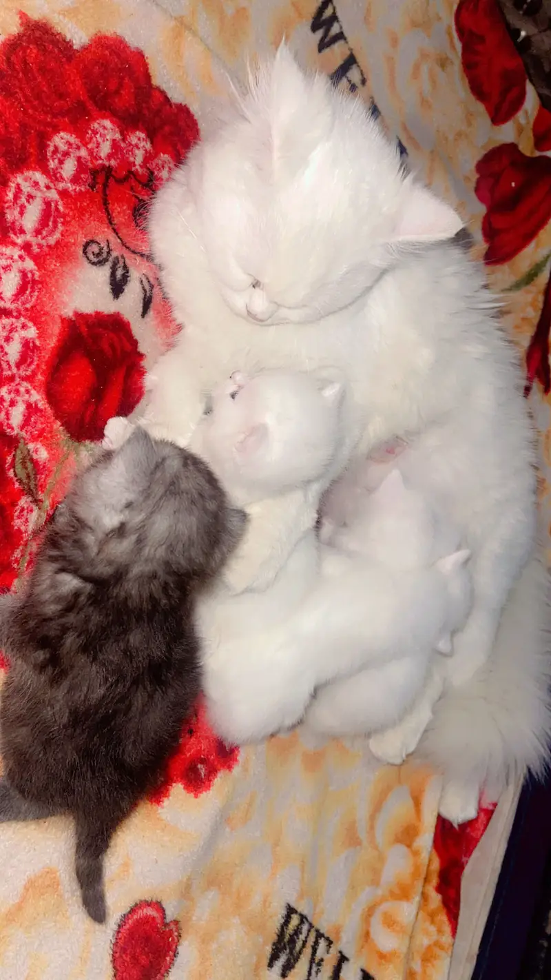 Persian cat and kittens punch face kittens double coated self feeding — photo 5