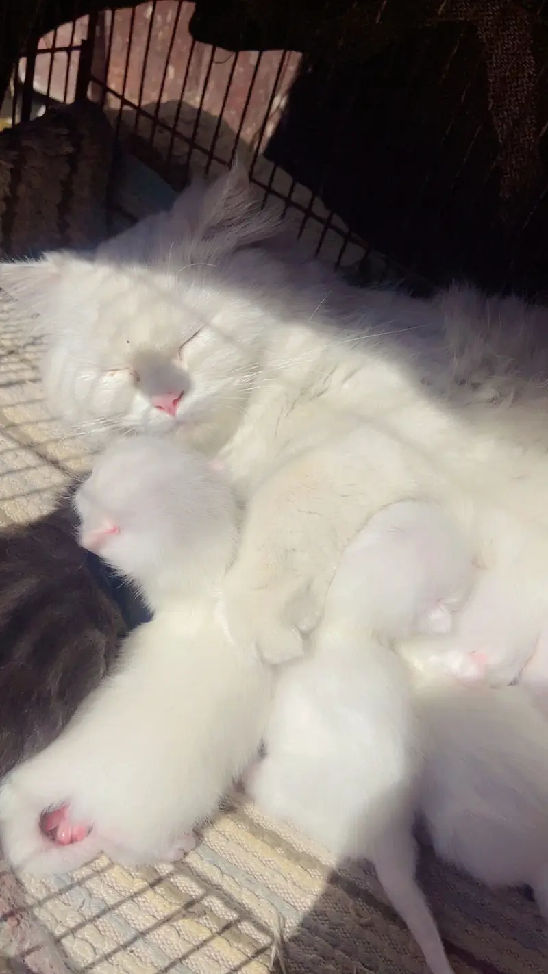Persian cat and kittens punch face kittens double coated self feeding — photo 6