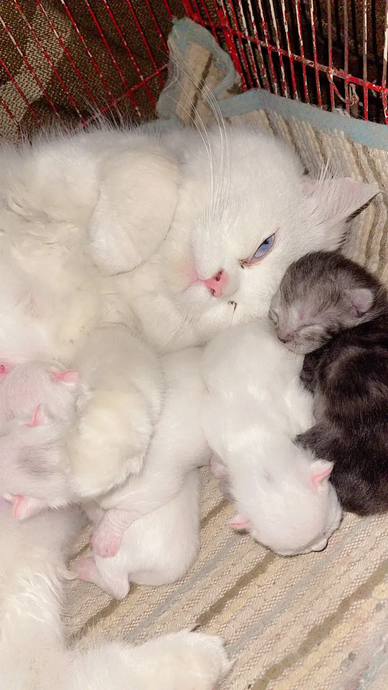 Persian cat and kittens punch face kittens double coated self feeding — photo 7